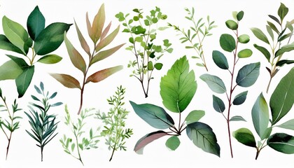set watercolor arrangements with garden herbs collection leaves branches botanic illustration isolated on white background