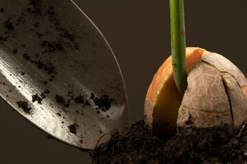 Sprouted avocado seed planted in the ground. Macro shot of avocado sprout.