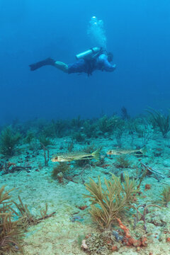 scuba diving photos, west palm beach, fl