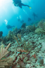 Fototapeta na wymiar scuba diving photos, west palm beach, fl