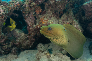 Fototapeta na wymiar green moray ell, scuba diving photos, west palm beach, fl