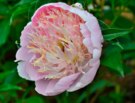 Pale pink peony flower variety Cream puff with creamy pink staminodes