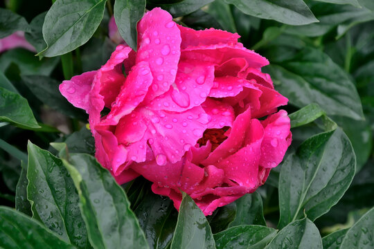 Hybrid semi-double bright pink peony variety Paula Fay in droplets of summer rain