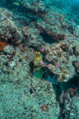 green moray ell, scuba diving photos, west palm beach, fl