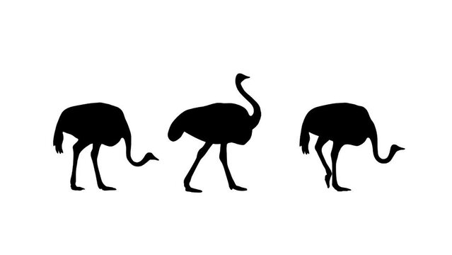 Animation with three ostriches walking on the white background (seamless loop)