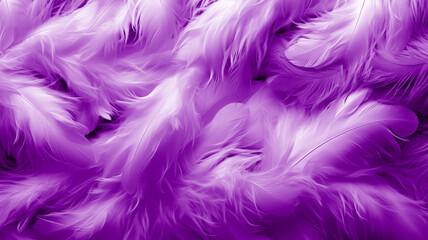 Fototapeta na wymiar Purple feathers background