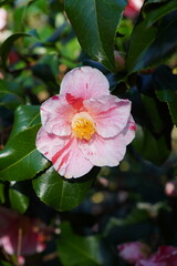 spring blooming flower with pink petals. seasonal flowering camellia bush