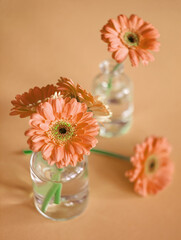 Pink flowers bouquet in glass bottles on peach background. Pink peach aesthetic. Macro flowers. Pink daisy (gerbera) flower. Card, layout. Romantic concept. Valentine's day, 8 march.. Bunch of daisy.