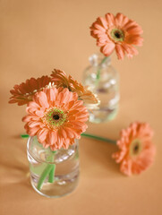 Pink flowers bouquet in glass bottles on peach background. Pink peach aesthetic. Macro flowers....
