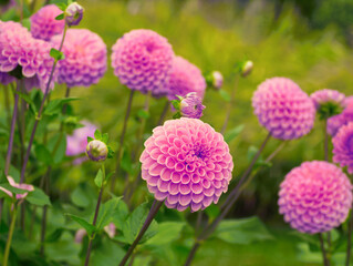 Dahlia flowers. Beautiful pink flowers in full bloom on green field background. Autumn chrysanthemum. Flowers meadow. Landscape. Autumn garden. Autumn landscape. Pink daisy flower on green background.