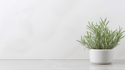 Rosemary in a white vase on a white marble background.