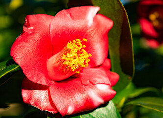 red flower in the garden