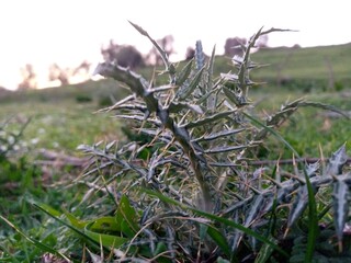 Milk thistle plant in green meadow 