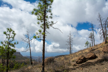 Pine trees on a mountain on Gran Ganaria island