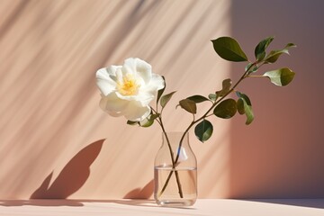  a white flower in a vase with water on the side of the vase and a shadow on the wall behind it.