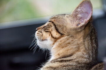 Portrait of a gray striped cat