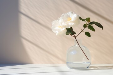  a white flower in a glass vase on a white table with a shadow cast on the wall behind it and a shadow cast on the wall behind it.