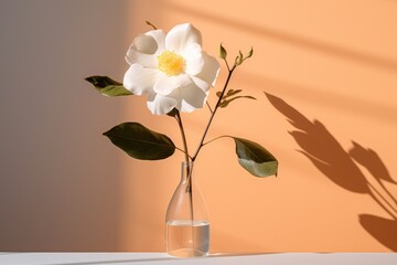  a white flower in a glass vase with a shadow of a wall behind it and a shadow of a wall behind it.