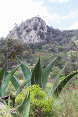 vertical photo of landscape with large maguey in front of mountain