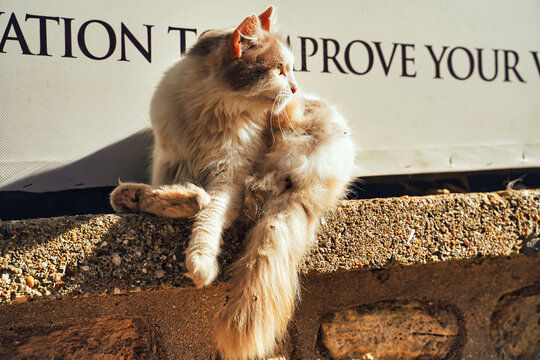 A stray cat grooms itself on the busy steets of Istanbul, Turkey