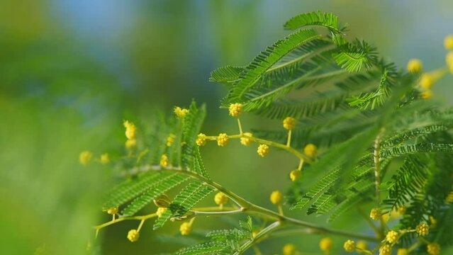 International Womens Day On March 8. Yellow Mimosa Flowers Or Acacia Dealbata Blooming. Still.