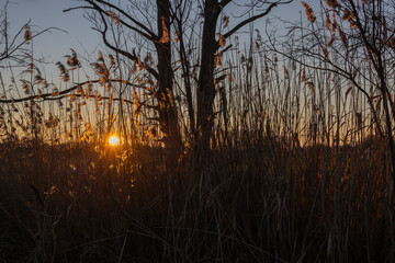 Obraz premium Evening landscape. Reeds and the setting sun beyond the horizon.