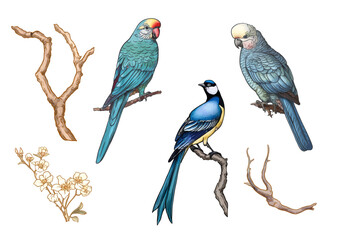 Blossom trees with birds swallow and parrots. Set, element for design. Vector illustration. In Chinoiserie, botanical style