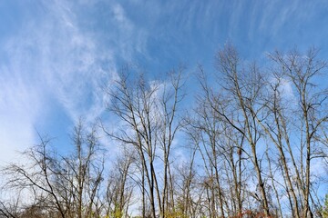 Obraz premium The bare trees in the forest with the sky and clouds.