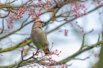 Waxwing, Bombycilla garrulus, perched in Rowan tree