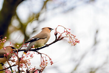 Waxwing, Bombycilla garrulus, perched in Rowan tree