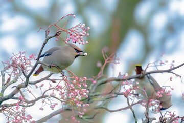 Waxwing, Bombycilla garrulus, perched in Rowan tree