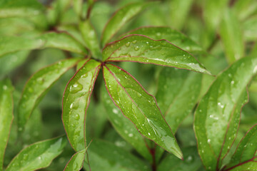 W2ater drops on leaf