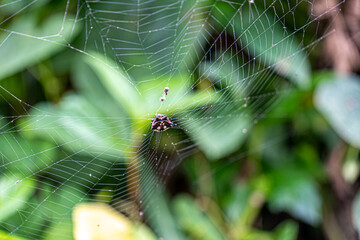 spider web with dew drops