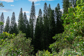 Fototapeta na wymiar a hawaiian jungle 