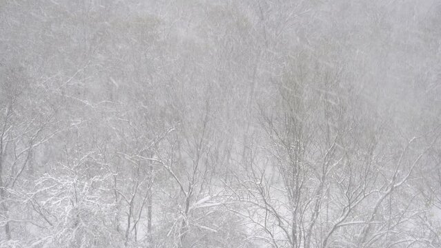 Heavy snowfall on a winter day. Soft focus on falling snow with forest in the background. Weather forecast for snowstorm and blizzard concept.