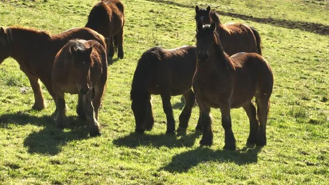 Burguete breed horses grazing freely. Navarrese Pyrenees
