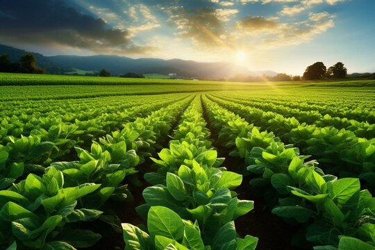 A sunlit field of growing crops symbolizing agriculture and the provision of sustenance. Generative AI