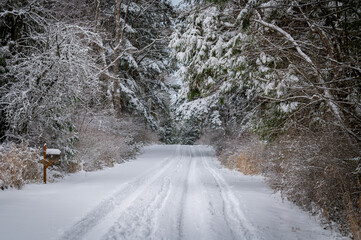 Country road covered in freshly fallen snow bordered by trees. Tire tracks show that there has not...