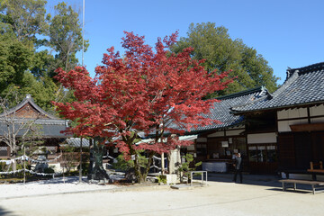 秋の今宮神社　社務所　京都市北区紫野