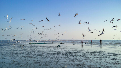 seagulls on the beach