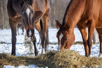 Horses eat hay in winter. Feeding horses in winter. Sunny winter day, real scene