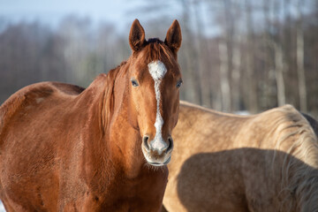 Portrait of a beautiful chestnut horse in winter in the sun