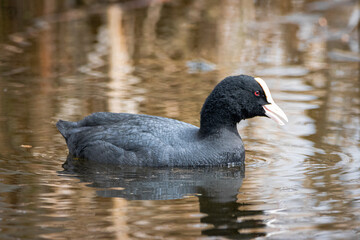 Eurasian coot (Fulica atra), common coot swims in a calm water on a spring day. It is largely black...
