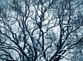 Huge old black walnut tree branches covered with a light dusting of snow silhouetted against the sky. Graphic  finger like branches on this tree planted from a seed in 1860 make for a spooky effect. - 715935898