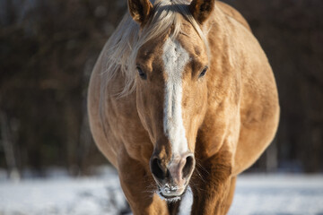 Palomino horse in winter, snow. The problem of nutrition and overweight horses in winter
​