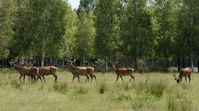 Graceful deer playing among green trees and grass © Maksym