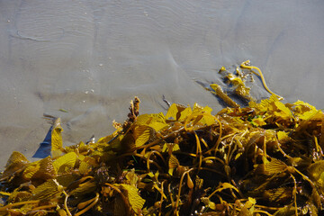 Kelp on the beach after a winter storm