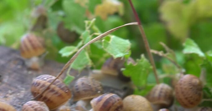 Snail farm. Snails crawling on a green leaf in the garden in the summer
