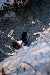 poule d'eau sur rivière