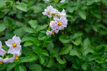 Potato plant with purple flowers and green leaves. Solanum tuberosum
